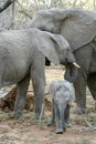 Family of Elephants with their baby elephant